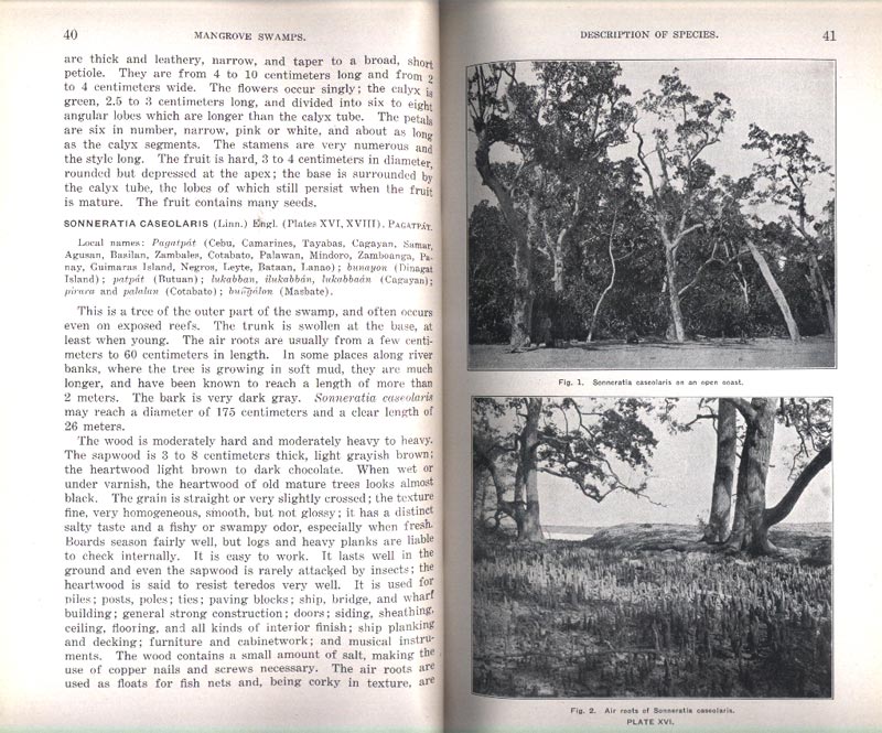 Philippine Mangrove Swamps - aus dem Buch